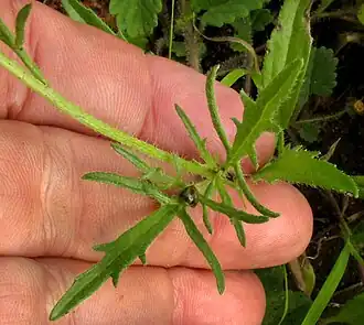 Tridax rosea deeply lobed leaves