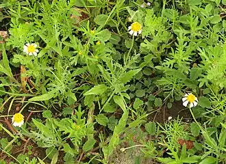 Tridax rosea in weedy disturbed habitat