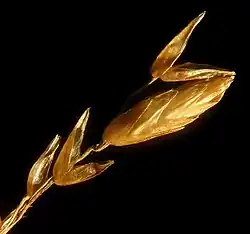 Tridens texanus spikelets shedding their mature florets