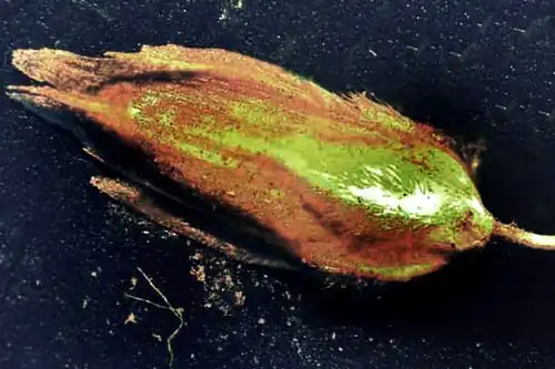 Tridens texanus floret with hairy lower veins, and maybe a brown and maybe a brown fungal rust