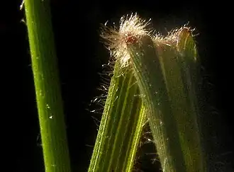 Tridens texanus ligule and hairy blade bases