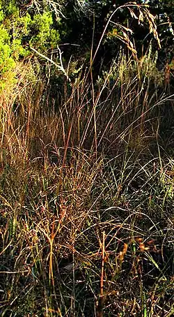 Tridens texanus in habitat