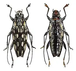 Close up picture of two beetles of the trigonoptera woodfordi species with a white background.