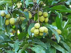Numerous green leaves with some lighter green fruits