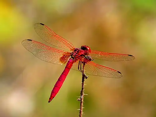 Male