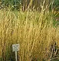 Einkorn wheat on the Albion plateau.