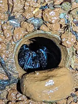 Trittame loki in burrow