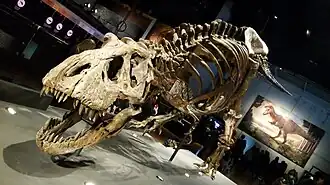 Tyrannosaurus rex ("Trix" specimen, exhibited at CosmoCaixa from 27 October 2017 to 18 February 2018[13][14])