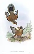 Illustration by J. Gould and W. Hart