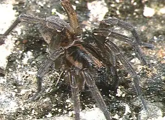 T. aquatica
