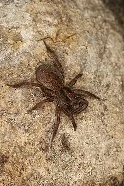 T. ruricola