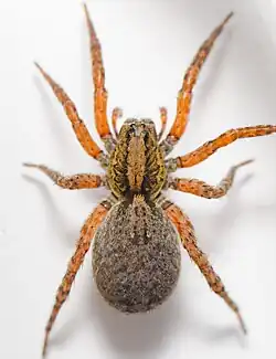 T. sepulchralis