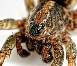 T. terricola