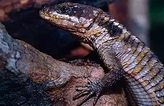 Tropical girdled lizard in Arabuko Sokoke