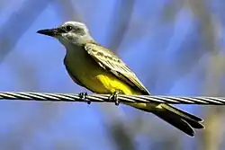 Tropical kingbird