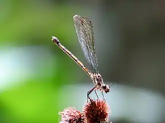Female tropical rockmaster (damselfly) at Speewah, 2014