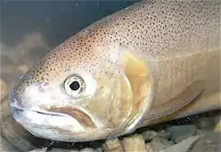 The threatened Gila trout is found in the wilderness.