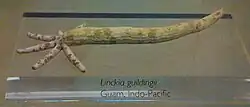 Regeneration from an arm
