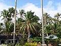 Taken in Southern Leyte, Philippines, where a tuba gatherer climbs a coconut tree to harvest some tuba