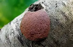 Tubifera applanata