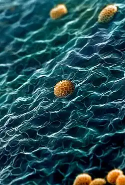 Internal surface of the peridium of the slime mold Tubifera dudkae with spores