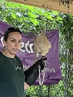 Tublo (or Tuplo), a red-shouldered hawk, shown here at a summer program in Harlem, 2023.