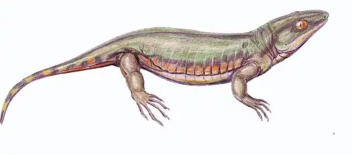 Tuditanus punctulatus