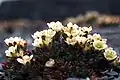 Tufted saxifrage