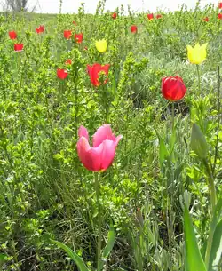In a protected area of the Luhansk Oblast, Ukraine.