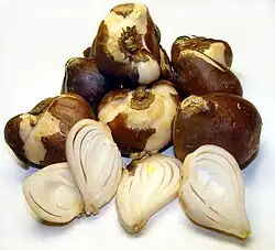 Collection of tulip bulbs, some sliced to show interior scales