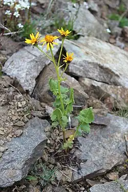 Turanecio taraxacifolius.