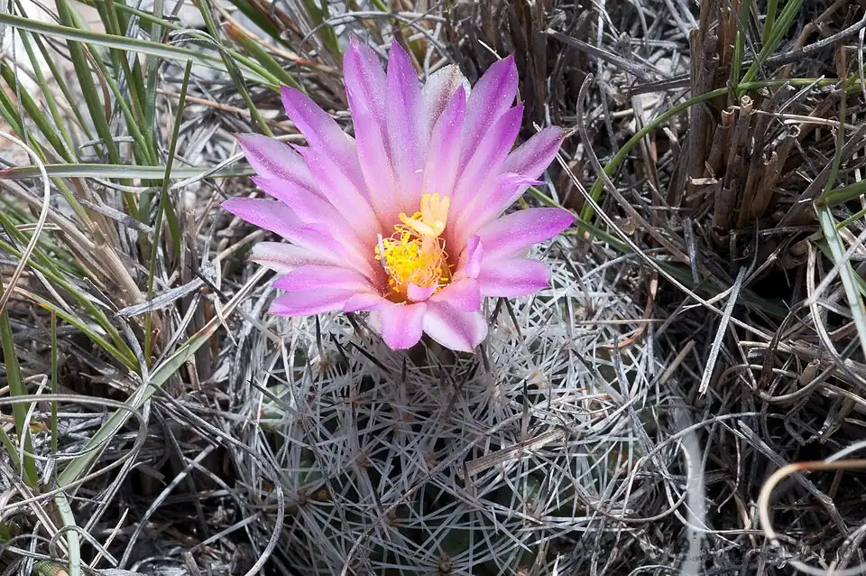 Plant blooming in habitat