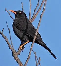 T. c. anthracinus in Argentina
