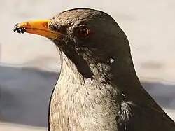 T. c. conradi in Cusco, Peru