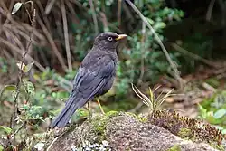 In Chirripó National Park, Costa Rica