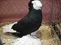 Black Bernburg