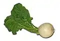 Turnip plant