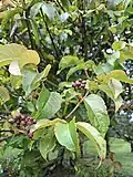 Fruits