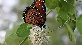 Adult feeding on Funastrum cynanchoides