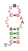 A consensus secondary structure and primary sequence for the twist-up RNA motif.