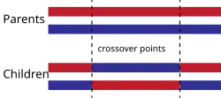 TwoPointCrossover.svg