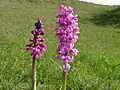 Orchids on Selsley Common