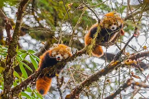 Two red panda cubs perched in a tree at the Langtang National Park in Nepal