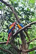 Scarlet and Blue-and-yellow Macaws