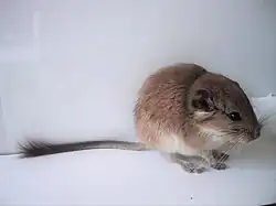 Plains viscacha rat