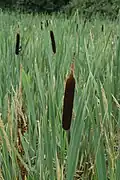 Typha latifolia