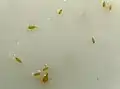 Seeds