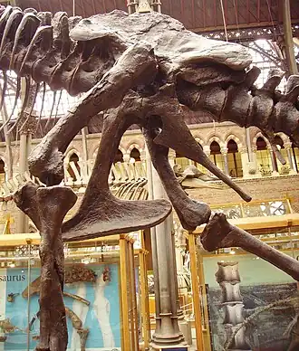 Tyrannosaurus pelvis (showing saurischian structure&nbsp;– left side)