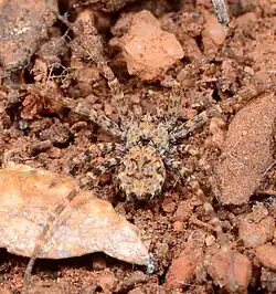 female T. bicava