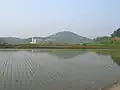 Ujeong-eup Town Hall seen from across rice fields